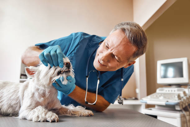 Best Same-Day Emergency Dental Services in Babbitt, MN